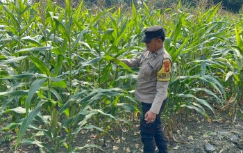 Polsek BP Peliung Pantau Jagung di Pulau Negara, Lahan Kosong Dioptimalkan untuk Pangan