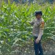 Polsek BP Peliung Pantau Jagung di Pulau Negara, Lahan Kosong Dioptimalkan untuk Pangan