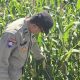 Bhabinkamtibmas BP Peliung Pantau Jagung di Desa Bantan, Optimalkan Lahan Kosong untuk Ketahanan Pangan