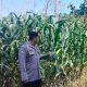 Dukung Ketahanan Pangan, Polsek BP Peliung Pantau Pertumbuhan Jagung di Lahan Satu Hektare