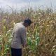 Bhabinkamtibmas BP Peliung Rutin Pantau Tanaman Jagung di Lahan Satu Hektare