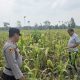 Kawal Program Ketahanan Pangan, Kanit Intelkam BP Peliung Cek Tanaman Jagung di Desa Bantan