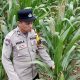 Dukung Ketahanan Pangan, Bhabinkamtibmas BP Peliung Pantau Jagung di Bantan Pelita