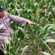 Dorong Lahan Produktif, Polsek BP Peliung Pantau Pertumbuhan Jagung di Desa Bantan