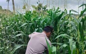 Jaga Produktivitas Lahan, Bhabinkamtibmas BP Peliung Pantau Jagung di Bantan Pelita