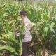 Bhabinkamtibmas BP Peliung Pantau Pertumbuhan Jagung di Lahan Ketahanan Pangan Desa Bantan Pelita