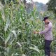 Polsek BP Peliung Monitoring Tanaman Jagung di Lahan Ketahanan Pangan Desa Saung