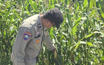 Dukung Ketahanan Pangan, Bhabinkamtibmas BP Peliung Kontrol Tanaman Jagung di Desa Bantan