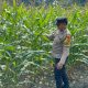 Aipda Haryadi Kawal Lahan Jagung Satu Hektare di Desa Bantan