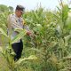 Pantau Ketahanan Pangan, Bhabinkamtibmas Madang Suku I Cek Pertumbuhan Jagung di Bangsa Negara