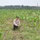 Kanit Binmas Belitang II Cek Lahan Jagung Warga di Sumber Harapan