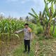 Polsek Madang Suku I Pantau Lahan Jagung 0,5 Hektare di Bangsa Negara