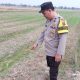 Polsek Belitang II Pantau Lahan Jagung Warga di Rejomulyo