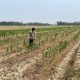 Pantau Lahan Jagung Warga, Bhabinkamtibmas Belitang II Dukung Program Ketahanan Pangan
