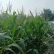 Polsek BP Peliung Intensif Pantau Lahan Jagung, Dukung Ketahanan Pangan Nasional