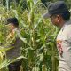 Bhabinkamtibmas Polsek BP Peliung Pantau Jagung di Lahan Pangan Desa Negeri Agung