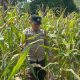 Bhabinkamtibmas Barlin Pastikan Pertumbuhan Jagung di Lahan Pangan Bantan Pelita