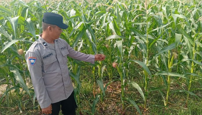 Polsek Belitang II Pantau Lahan Jagung Warga, Dukung Ketahanan Pangan di OKU Timur