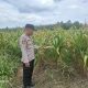Dukung Ketahanan Pangan Nasional, Polsek Belitang II Cek Lahan Jagung Milik Petani di Sumber Sari