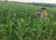 Dukung Ketahanan Pangan, Polsek Madang Suku I Cek Pertumbuhan Jagung Milik Petani di Desa Jatisari