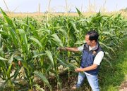 Dukung Ketahanan Pangan, Polsek Belitang II Cek Lahan Jagung Seluas Setengah Hektare di Desa Keli Rejo