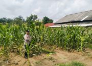 Dukung Ketahanan Pangan Nasional, Polsek Belitang II Cek Lahan Jagung Seluas 1 Hektare di Sumberjaya