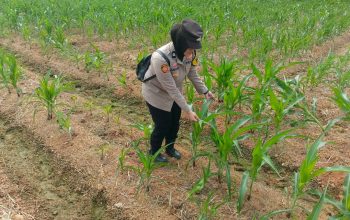 Dukung Ketahanan Pangan, Briptu Aisyah Hani Cek Perkembangan Lahan Jagung Petani di Belitang II