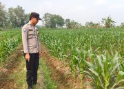 Dukung Ketahanan Pangan Nasional, Bhabinkamtibmas Polsek Belitang II Cek Lahan Jagung Milik Petani di Sumberjaya