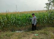 Dukung Ketahanan Pangan, Polsek Belitang II Pantau Lahan Jagung Milik Petani di Sumber Makmur