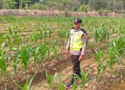Polsek Belitang II Aktif Dampingi Petani, Monitoring Lahan Jagung 1/5 Hektar di Purworejo OKU Timur