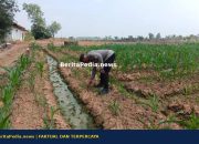 Dukung Program Ketahanan Pangan Nasional, Polsek Belitang II Cek Lahan Jagung di Sumber Harapan