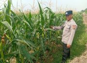 Dukung Ketahanan Pangan Nasional, Polsek Belitang II Sambangi Lahan Pertanian Jagung Warga di Desa Sumber Jaya