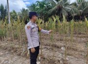 Dukung Swasembada Pangan, Personel Polsek Belitang II Tinjau Lahan Jagung Satu Hektar di Sribantolo