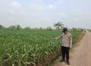 Pastikan Stok Pangan Aman, Brigadir Redy Eko Irawan Dampingi Petani Jagung Belitang II