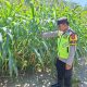 Bhabinkamtibmas Polsek Belitang II Dukung Program Ketahanan Pangan, Cek Lahan Jagung Warga di Sidowaluyo