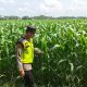 Dukung Program Ketahanan Pangan Nasional, Bhabinkamtibmas Polsek Belitang II Cek Lahan Jagung Warga di Mulya Sari