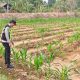 Dukung Program Ketahanan Pangan Nasional, Bhabinkamtibmas Polsek Belitang II Cek Lahan Jagung Warga di Ulak Buntar
