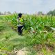 Dukung Program Ketahanan Pangan Nasional, Bhabinkamtibmas Polsek Belitang II Cek Lahan Jagung Warga di Sumberjaya