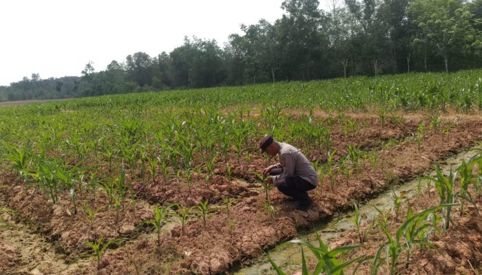 Dukung Astacita Ketahanan Pangan, Ps. Kanit Binmas Polsek Belitang II Turun Langsung Cek Lahan Jagung di OKU Timur