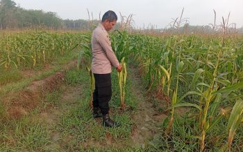 Dukung Program Ketahanan Pangan Nasional, Polsek Belitang II Cek Lahan Jagung Setengah Hektare di Desa Darmabuana