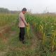 Dukung Program Ketahanan Pangan Nasional, Polsek Belitang II Cek Lahan Jagung Setengah Hektare di Desa Darmabuana