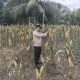 Dukung Program Ketahanan Pangan Nasional, Bhabinkamtibmas Purwodadi Pantau Jagung Hibrida di Lahan