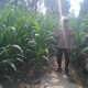 Bhabinkamtibmas Pantau Tanaman Jagung di Bantan Pelita, Dorong Lahan Kosong Jadi Produktif