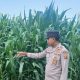 Kanit Bimas BP Peliung Cek Lahan Jagung di Banu Mas, Dorong Ketahanan Pangan Berbasis Masyarakat