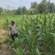 Brigpol Harry Pantau Pertumbuhan Jagung di Trantang Sakti, Dukung Program Ketahanan Pangan