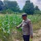 Pantau Lahan Jagung yang Baru Ditanam, Polsek BP Peliung Dorong Optimalisasi Lahan Kosong