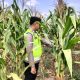 Pastikan Lahan Tetap Produktif, Bhabinkamtibmas Madang Suku I Pantau Tanaman Jagung di Bangsa Negara