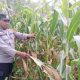 Kanit Bimas BP Peliung Cek Lahan Jagung Seluas Satu Hektare di Desa Saung