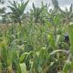 Dorong Lahan Kosong Jadi Produktif, Polsek BP Peliung Pantau Jagung di Pulau Negara