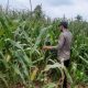 Bhabinkamtibmas BP Peliung Cek Tanaman Jagung di Negeri Pakuan, Dukung Ketahanan Pangan